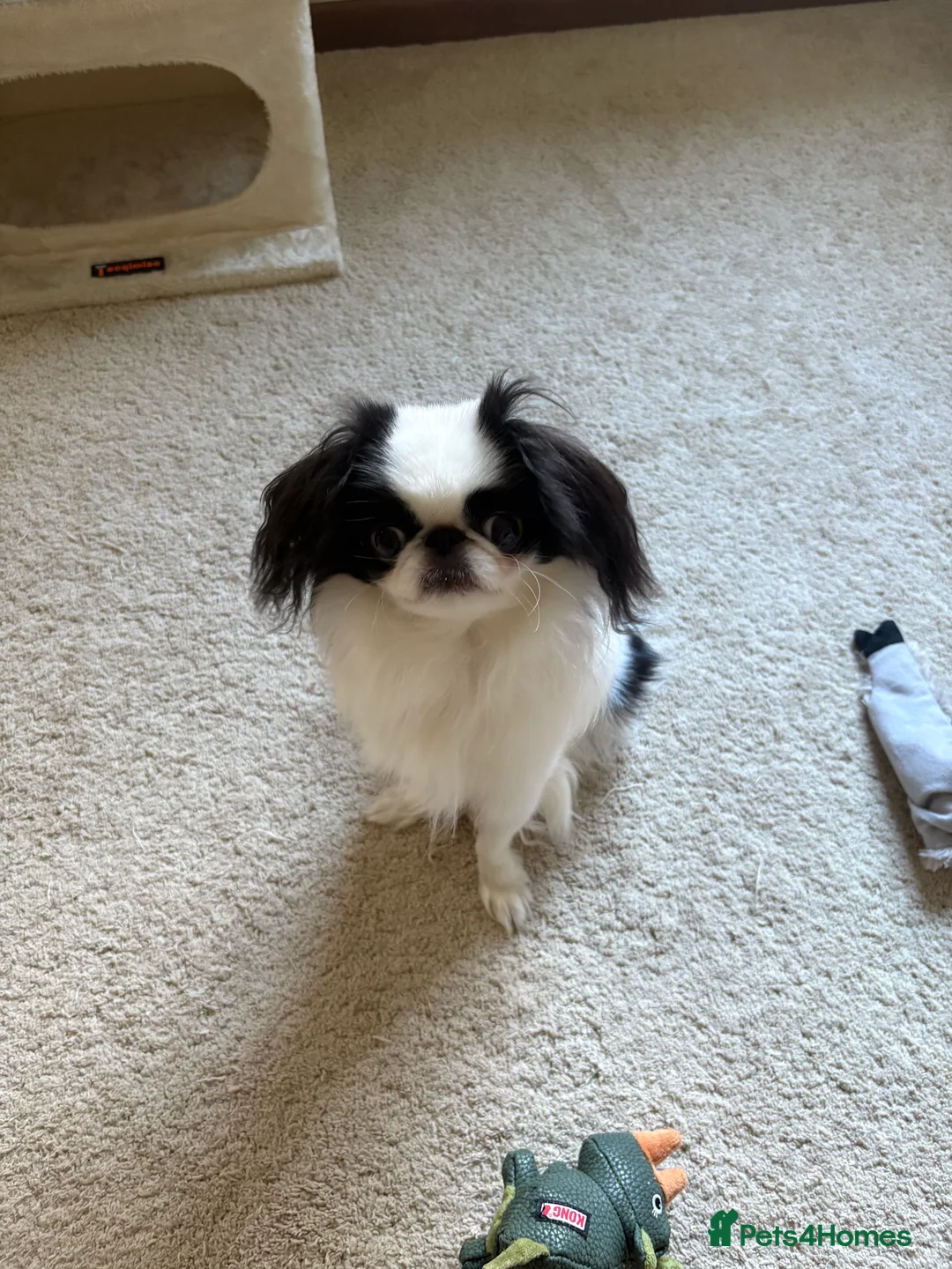 Japanese Chin dogs for sale: Beautiful Japanese Chin Girl 15 Months Old  in Andover - Advert 5