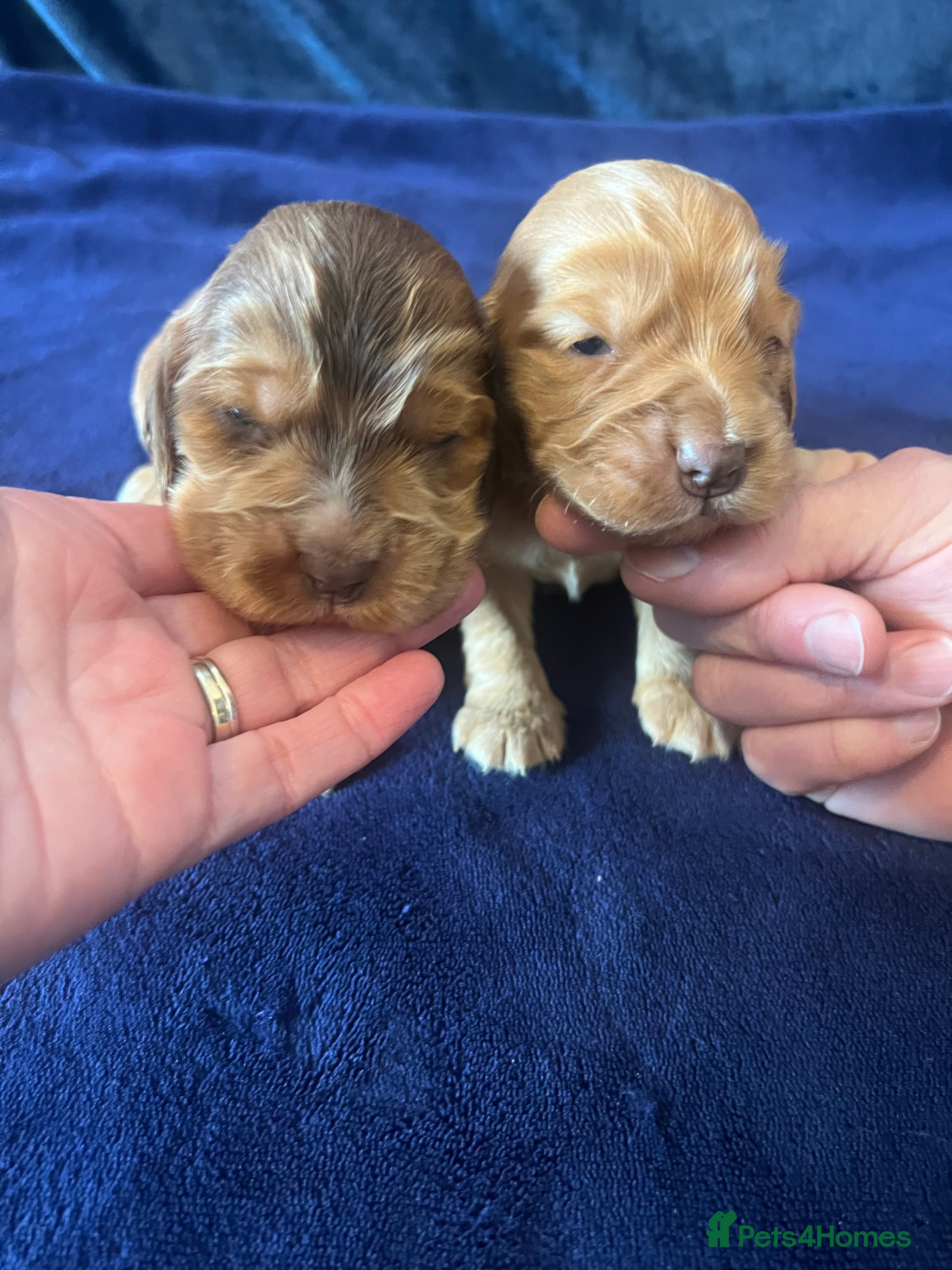 Cocker Spaniel dogs KC REG SHOW TYPE. HEALTH TESTED PARENTS  - Advert 6