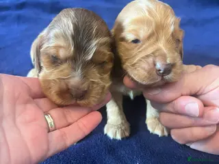 Cocker Spaniel dogs KC REG SHOW TYPE. HEALTH TESTED PARENTS - Advert 6