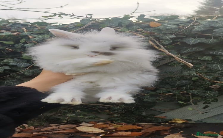 Lionhead rabbits Baby Rabbit - Advert 1