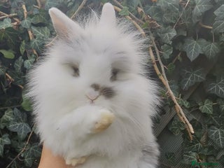 Lionhead rabbits Baby Rabbit - Advert 9