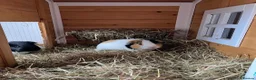 Guinea Pig rodents for sale: Two male guinea pigs  - Advert 4