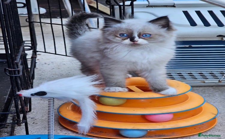 Ragdoll cats - Advert 13