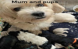 Cavachon dogs for sale: beautiful cavapoochon puppies  - Image 1