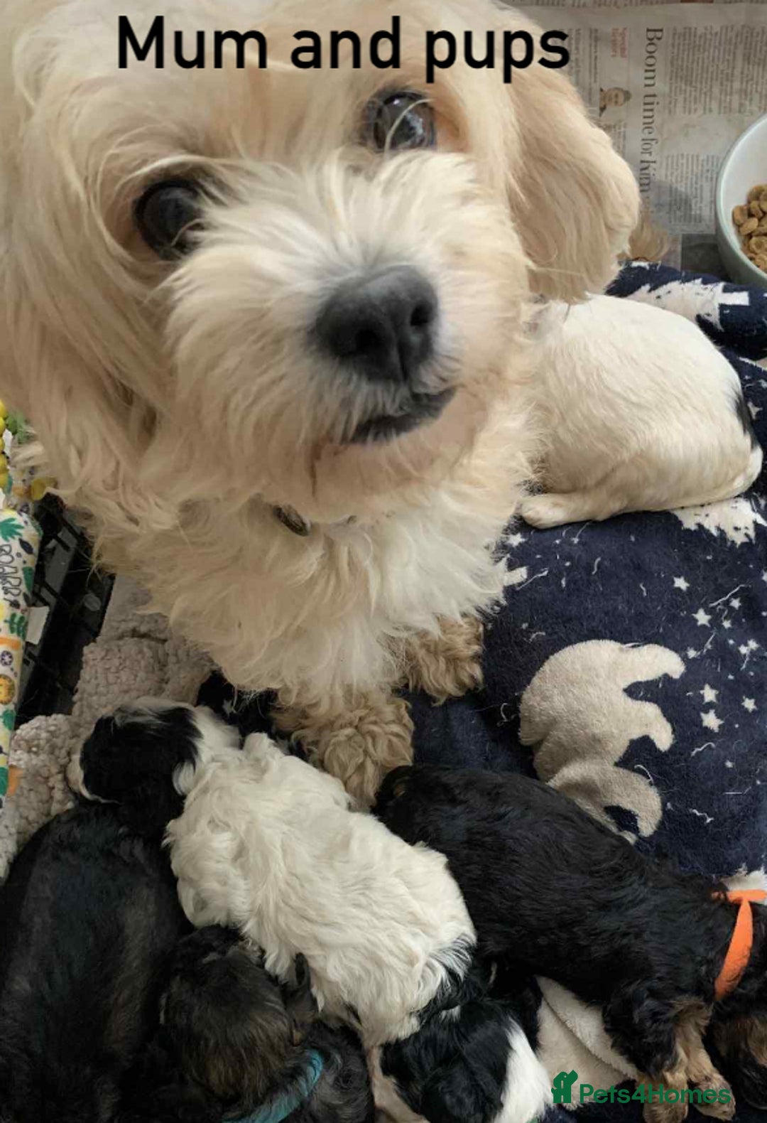 Cavachon dogs for sale: beautiful cavapoochon puppies  - Image 1