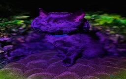 Egyptian Mau cats for sale: Smoke Egyptian MAU x Bengal spotted&marble kittens - Image 34