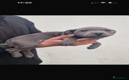 Staffordshire Bull Terrier dogs for sale: Pure blue staffy puppies ready to go - Image 26