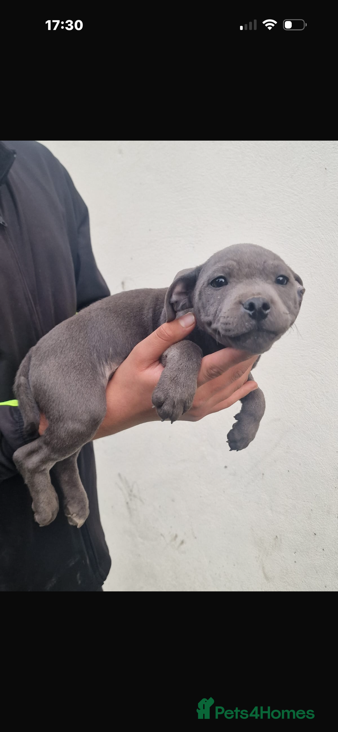 Staffordshire Bull Terrier dogs for sale: Pure blue staffy puppies ready to go - Image 26