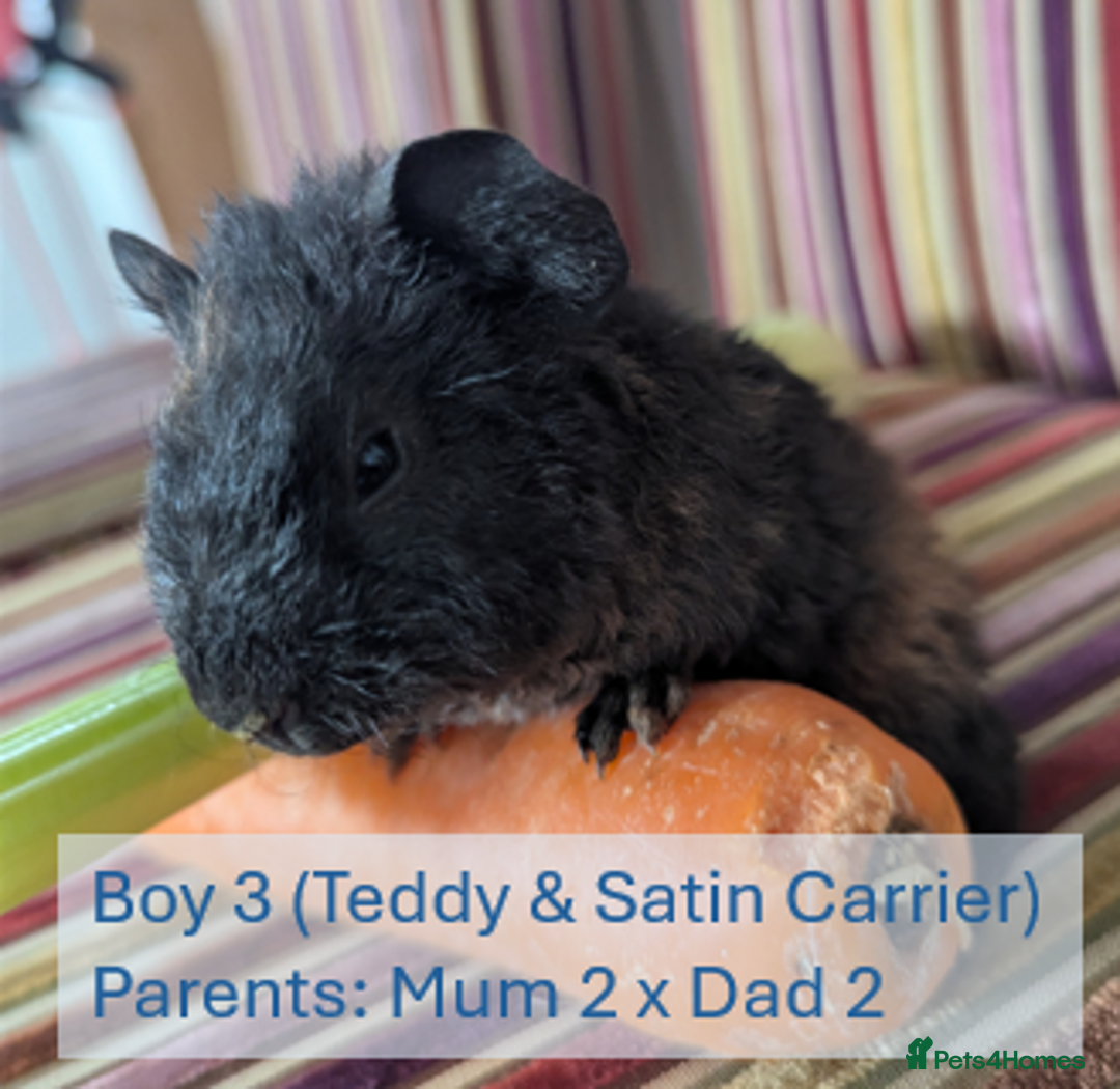 Guinea Pig rodents for sale: Teddy (& teddy satin carrier) guinea pigs for sale - Image 7
