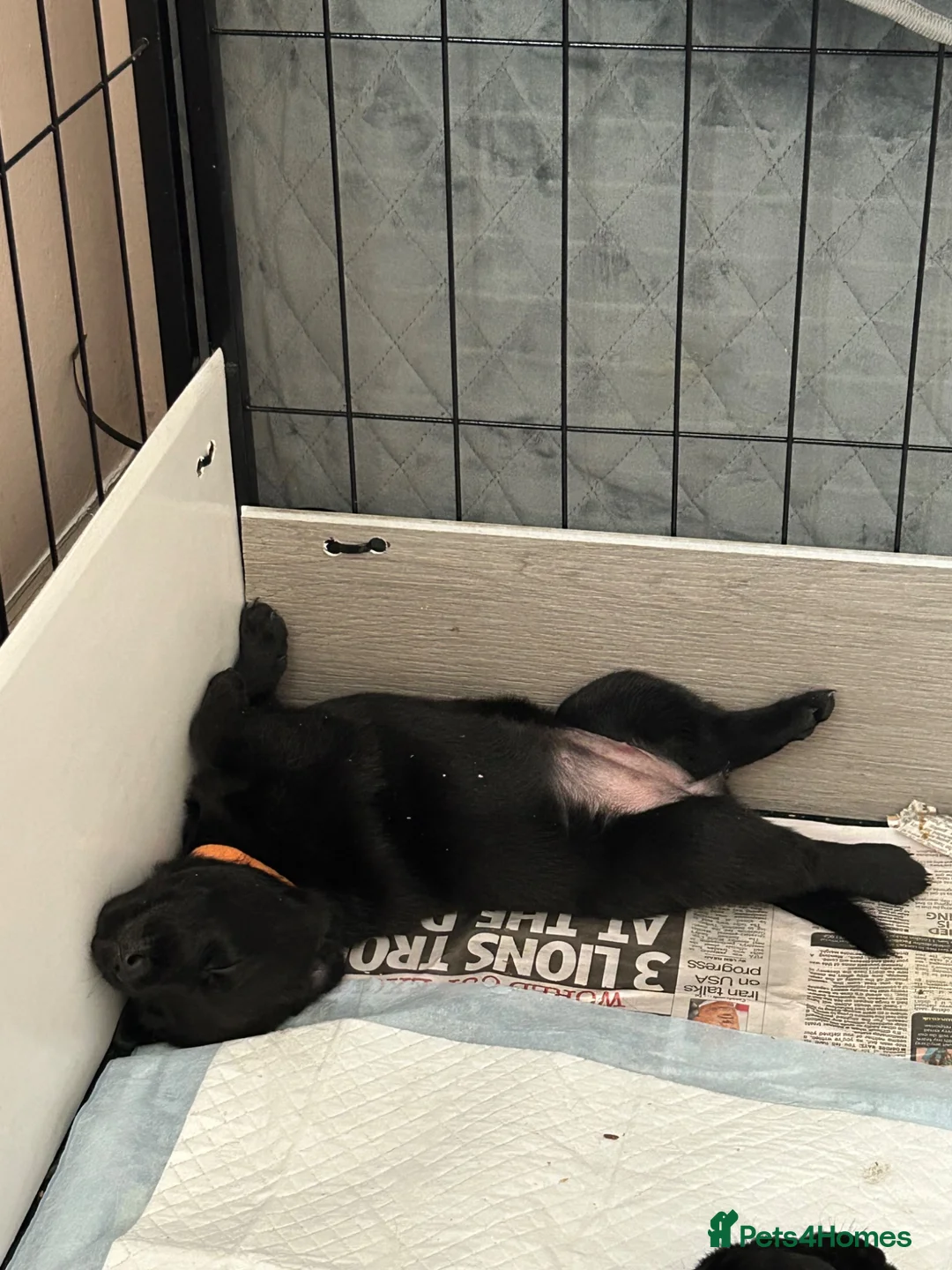 Mixed Breed dogs for sale: Gorgeous Rottweiler/Labrador pups - Advert 19