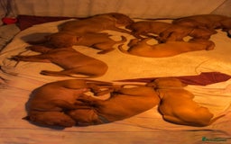 Hungarian Vizsla dogs for sale: Gorgeous KC reg Vizsla puppies - Image 2