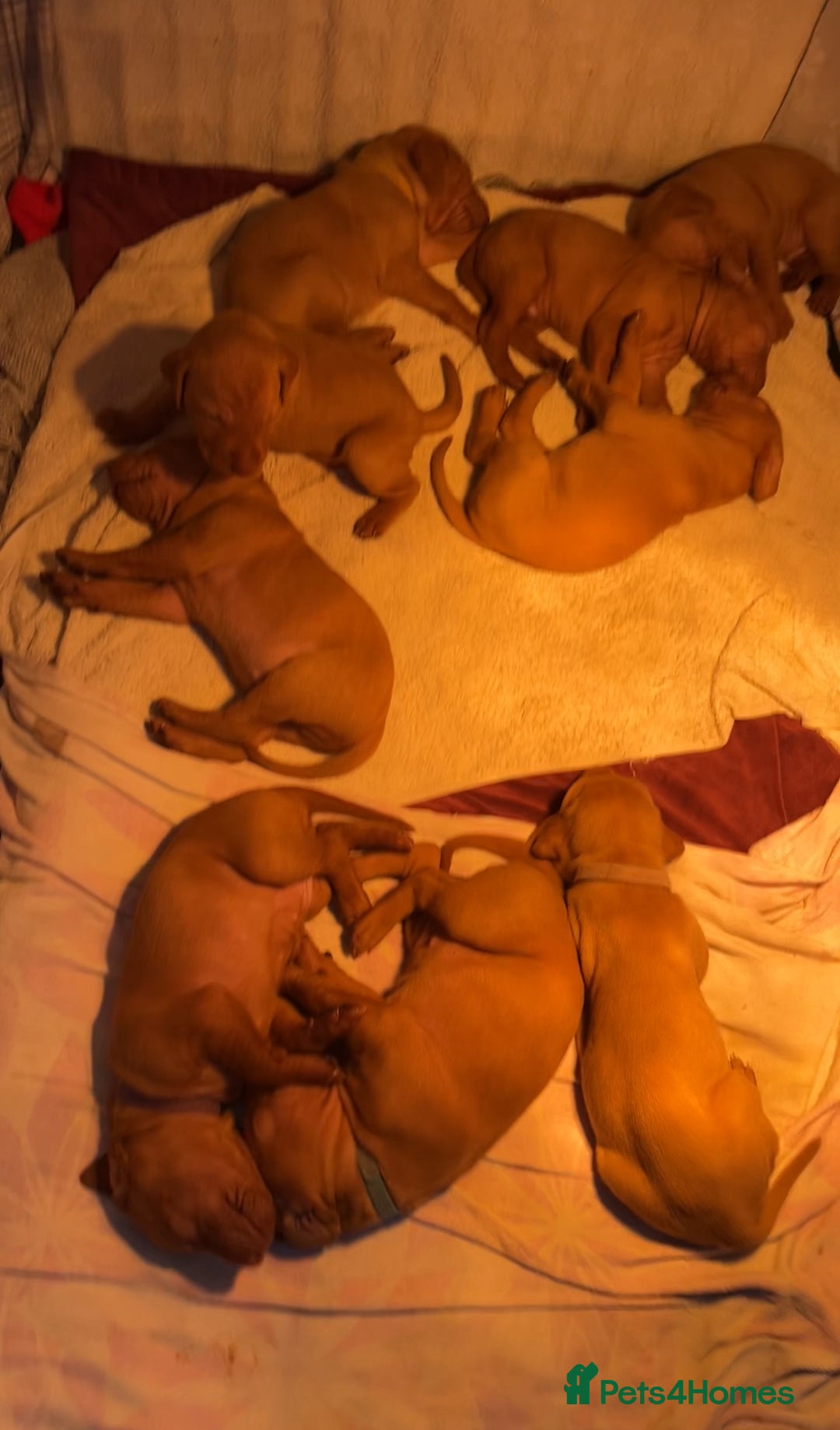 Hungarian Vizsla dogs for sale: Gorgeous KC reg Vizsla puppies - Image 2