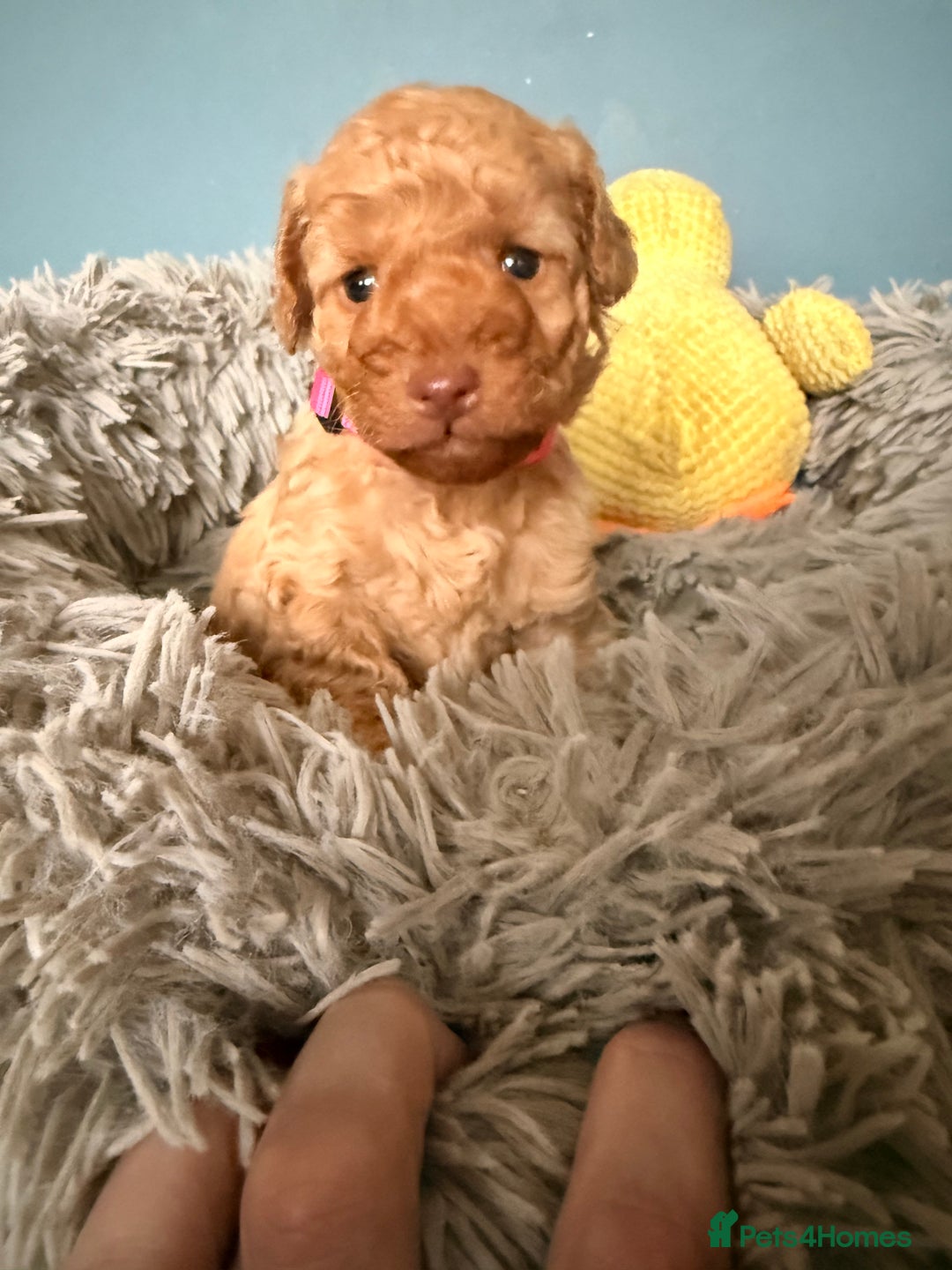 Labradoodle dogs for sale: Miniature labradoodle  - Image 25