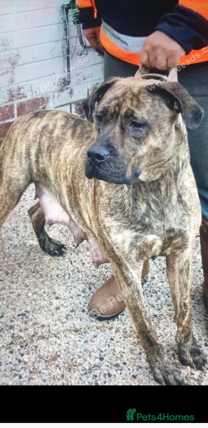 Presa Canario dogs for sale: Presser canario puppies - Advert 20