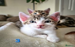 Mixed Breed cats for sale: 7 adorable kittens looking for loving homes - Image 9