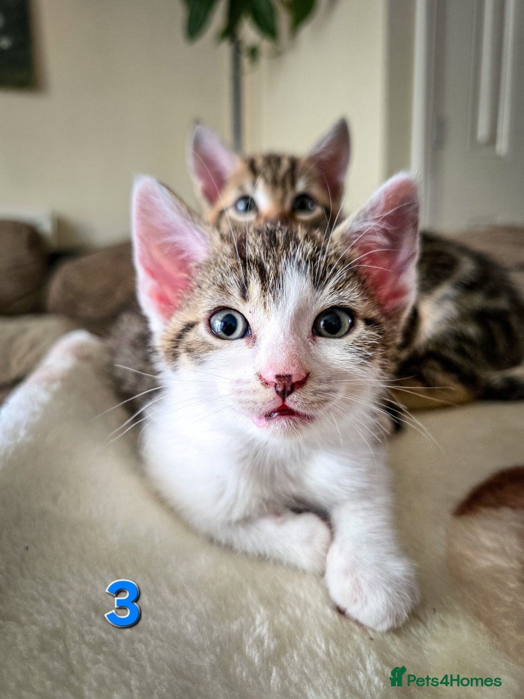 Mixed Breed cats for sale: 7 adorable kittens looking for loving homes - Image 9
