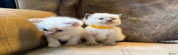 Ragdoll cats for sale: 3 gorgeous blue point male ragdolls. Ready now.  - Advert 18