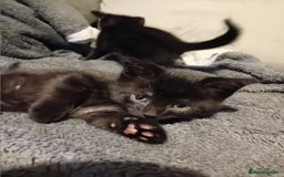 Mixed Breed cats for sale: Fluffy Kittens  - Image 5