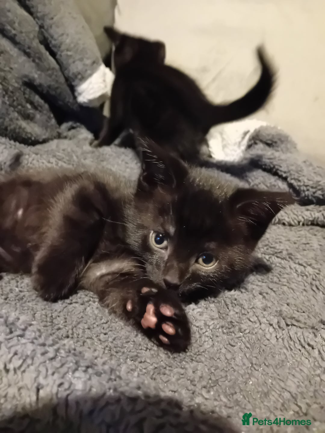 Mixed Breed cats for sale: Fluffy Kittens  - Image 5