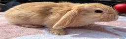 Mini Lop rabbits for sale: Two litter for sale  - Advert 9