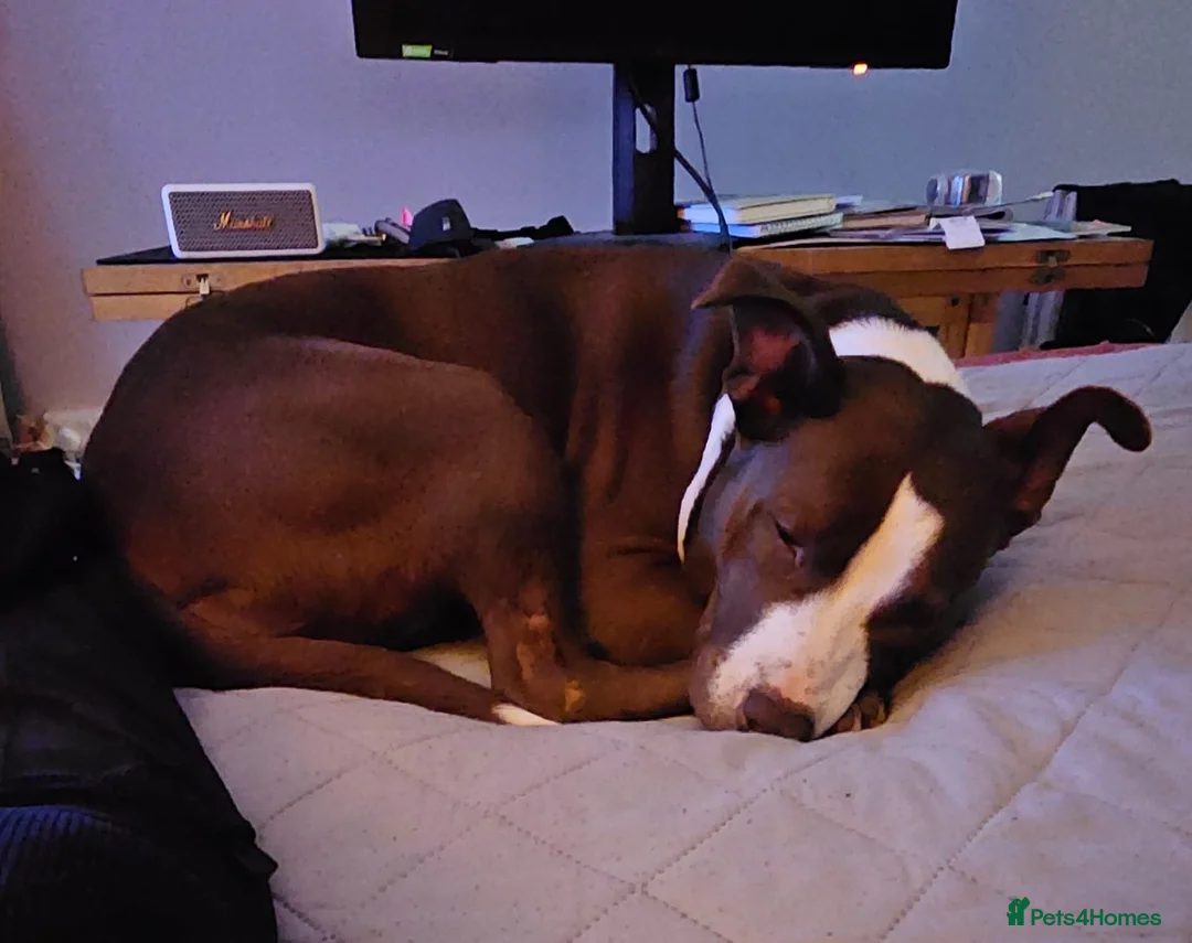 Mixed Breed dogs for adoption: Urgent 🚨 HELP Home Needed  in Hengoed - Advert 8