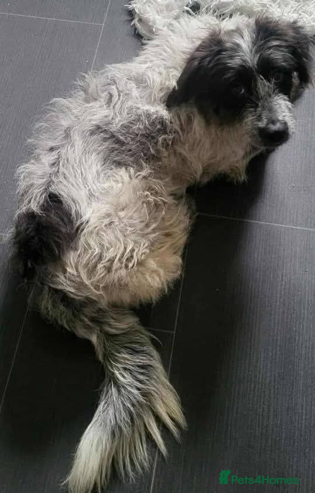 Mixed Breed dogs for adoption: Meet Binks, currently residing in Surrey - Advert 6