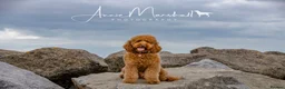 Mini Goldendoodle dogs for sale: READY TO LEAVE - 5* BREEDER & POLICE DOG TRAINER  in Lincoln - Advert 20