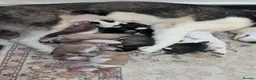 Siberian Husky dogs for sale: Epic Purebred Siberian Huskies - Ready Dec 16th in Treorchy - Advert 3