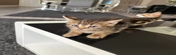 Mixed Breed cats for sale: 3 beautiful baby kittens for sale  - Advert 9