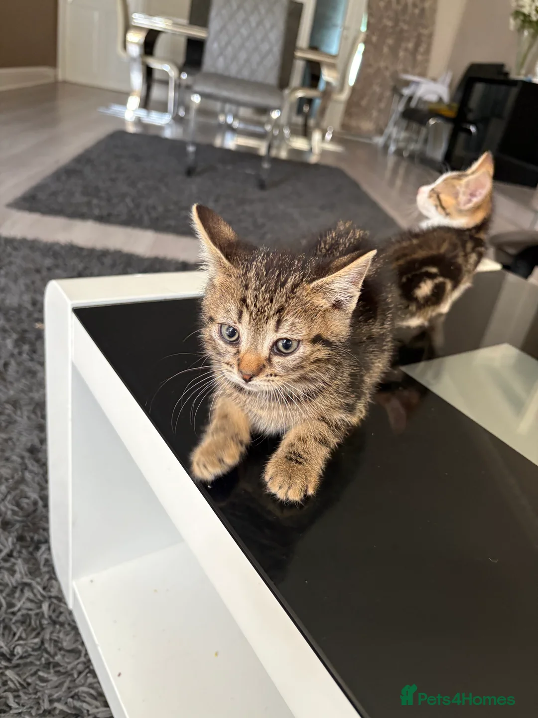 Mixed Breed cats for sale: 3 beautiful baby kittens for sale  - Advert 9
