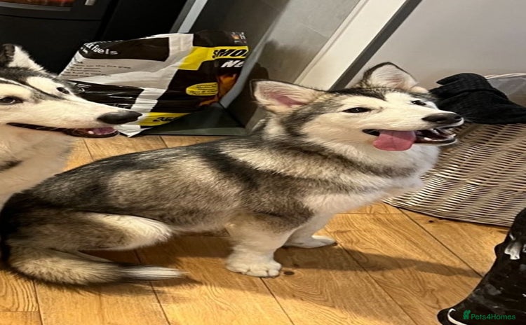 Alaskan Malamute dogs - Advert 1