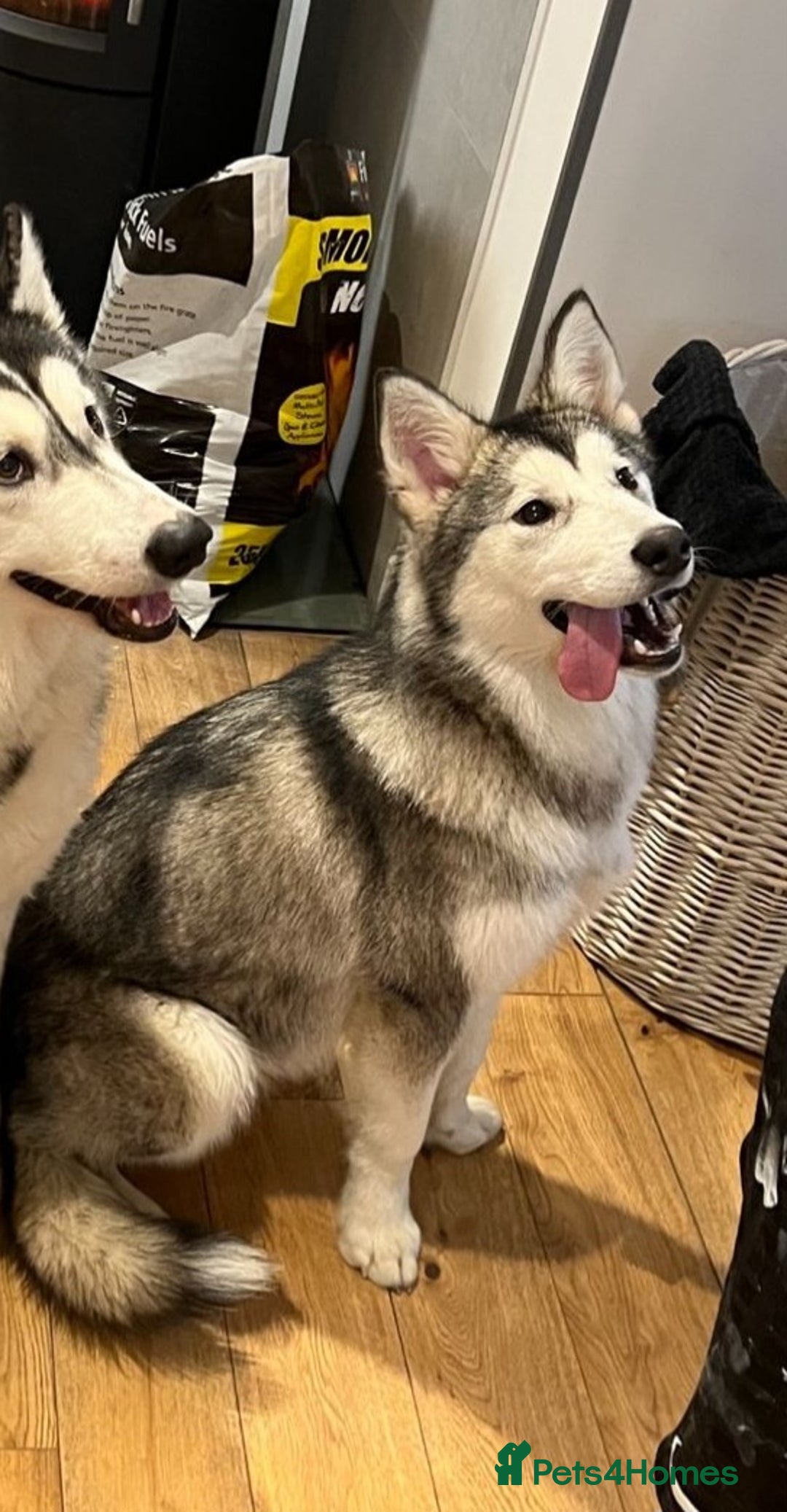 Alaskan Malamute dogs for sale: Trained Alaskan malamute female - Image 1