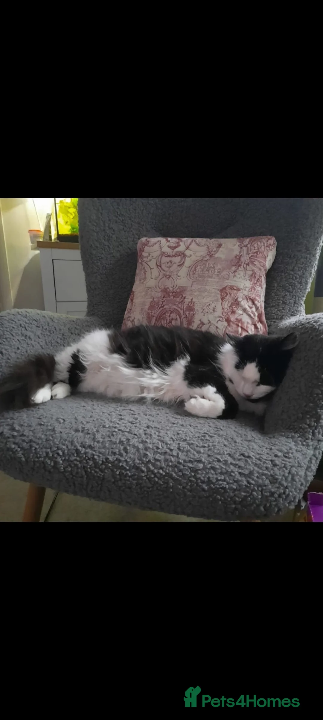 British Longhair cats for sale: Loki  - Advert 4