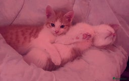 Domestic Shorthair cats for sale: Two male kittens available immediately  - Image 1
