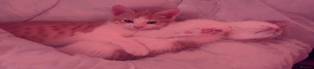 Domestic Shorthair Kitten 1