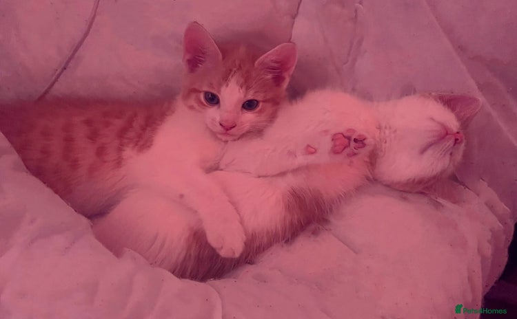 Domestic Shorthair cats - Advert 1
