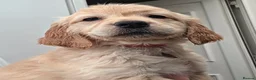 Golden Retriever dogs for sale: Selective litter from health tested parents - Advert 16