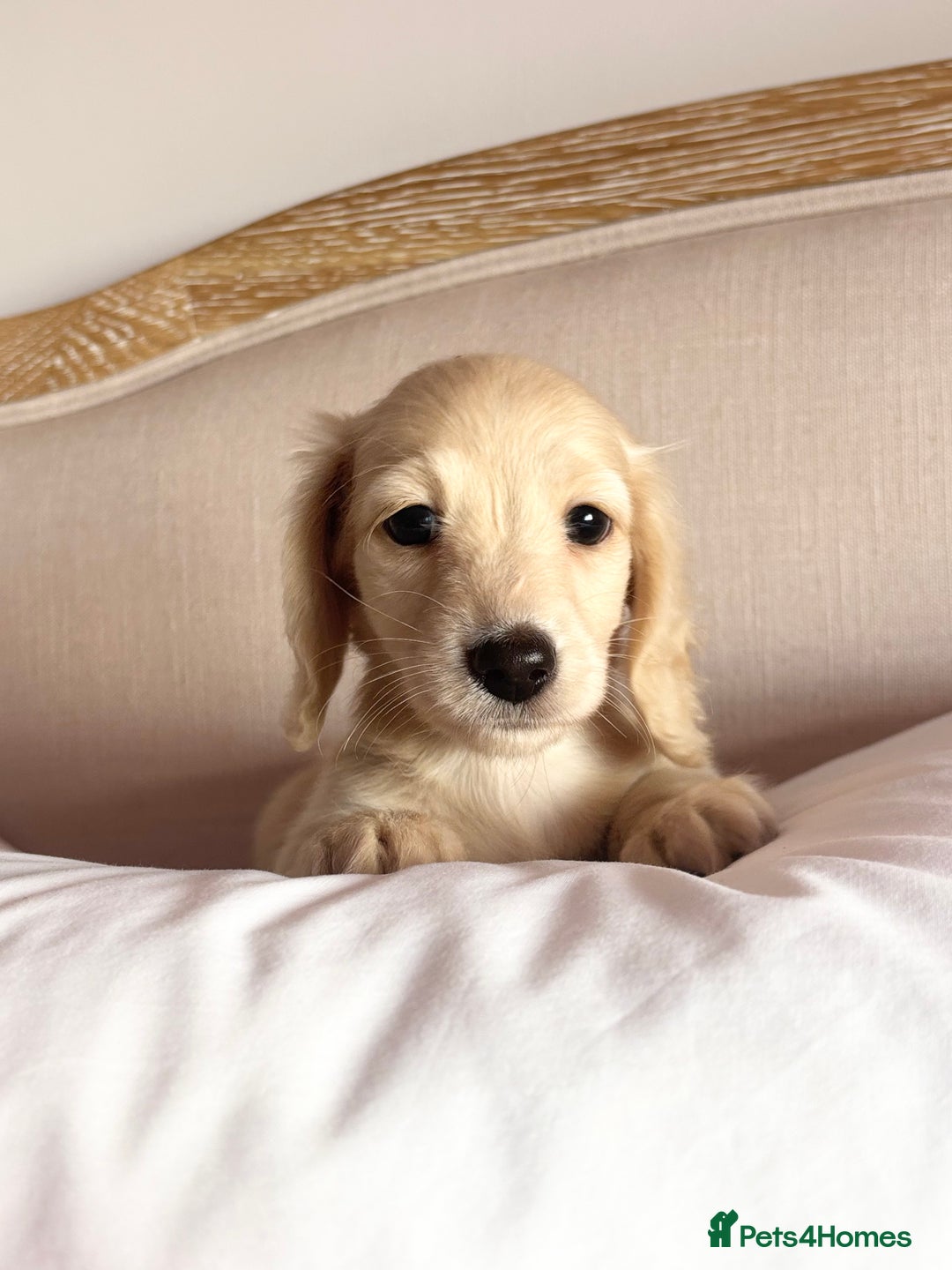 Miniature Dachshund dogs for sale: KC 🐶 Miniature Long Haired Cream Dachshund 🐶  - Advert 11