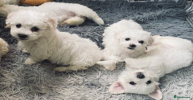 Maltese dogs - Advert 2