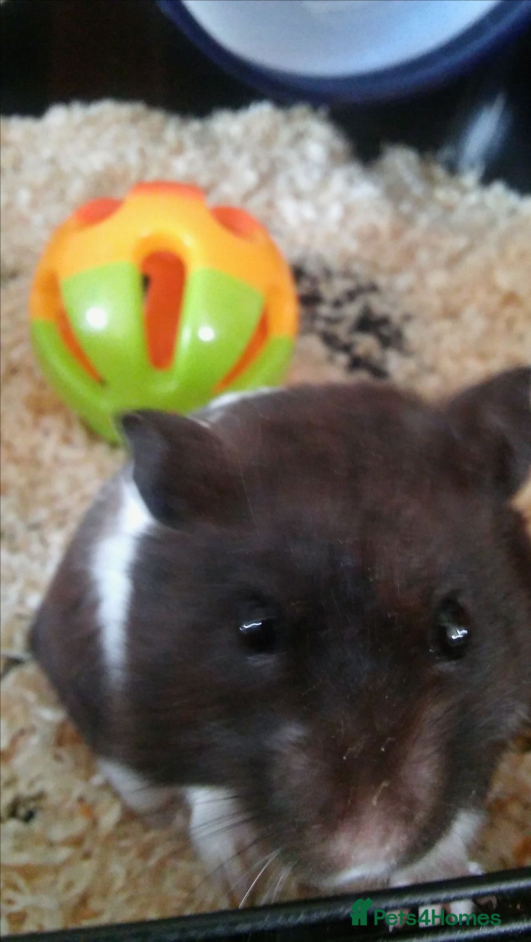 Hamster rodents for sale: Male Syrian Hamster (Black and White) - Image 2