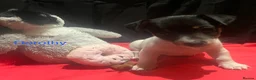 Jack Russell dogs for sale: Miniature Jack Russell  - Advert 14