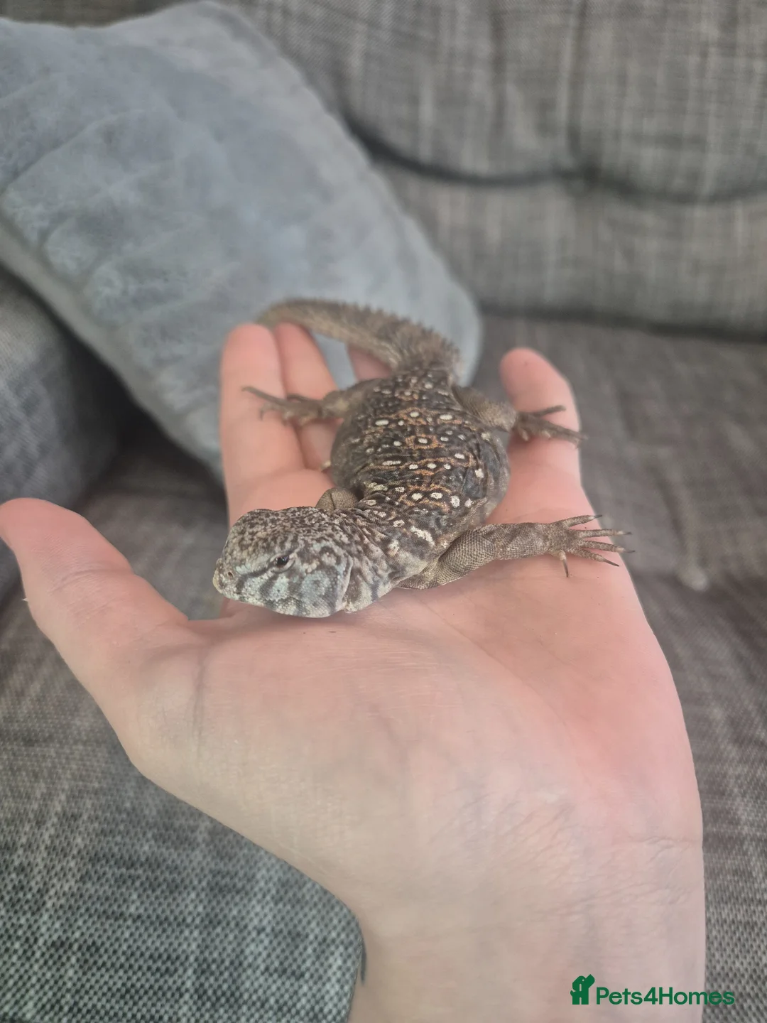 Lizard reptiles for sale: Occelated Uromastyx  - Advert 1