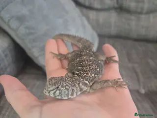 Lizard reptiles Occelated Uromastyx - Advert 2
