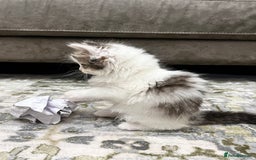 Ragdoll cats for sale: 2 half ragdoll kittens - 1 male 1 female - Image 11