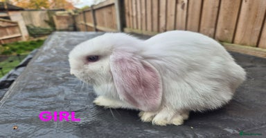 Mini Lop rabbits - Advert 9
