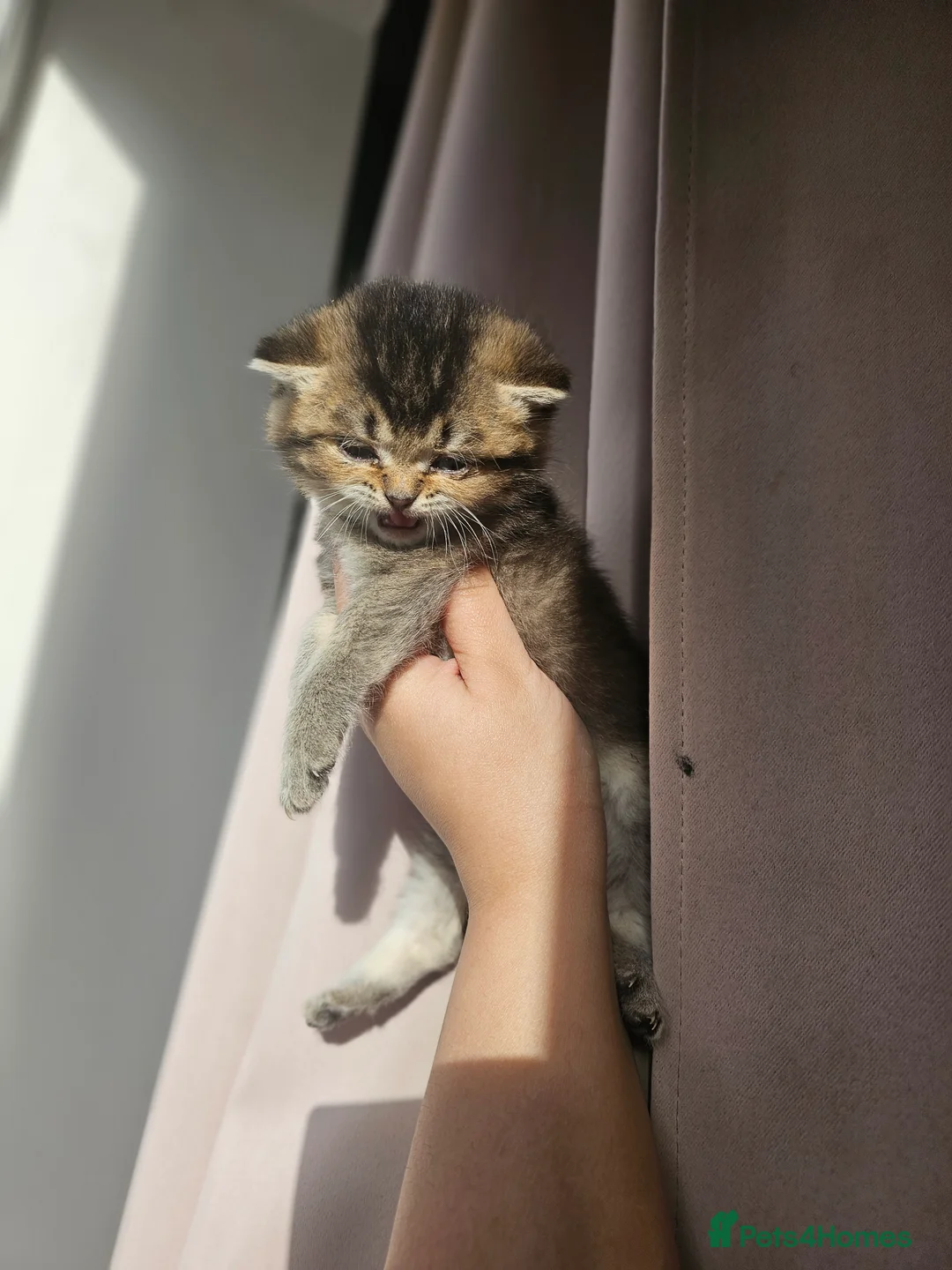 British Shorthair cats for sale: British short hair kittens  - Advert 12