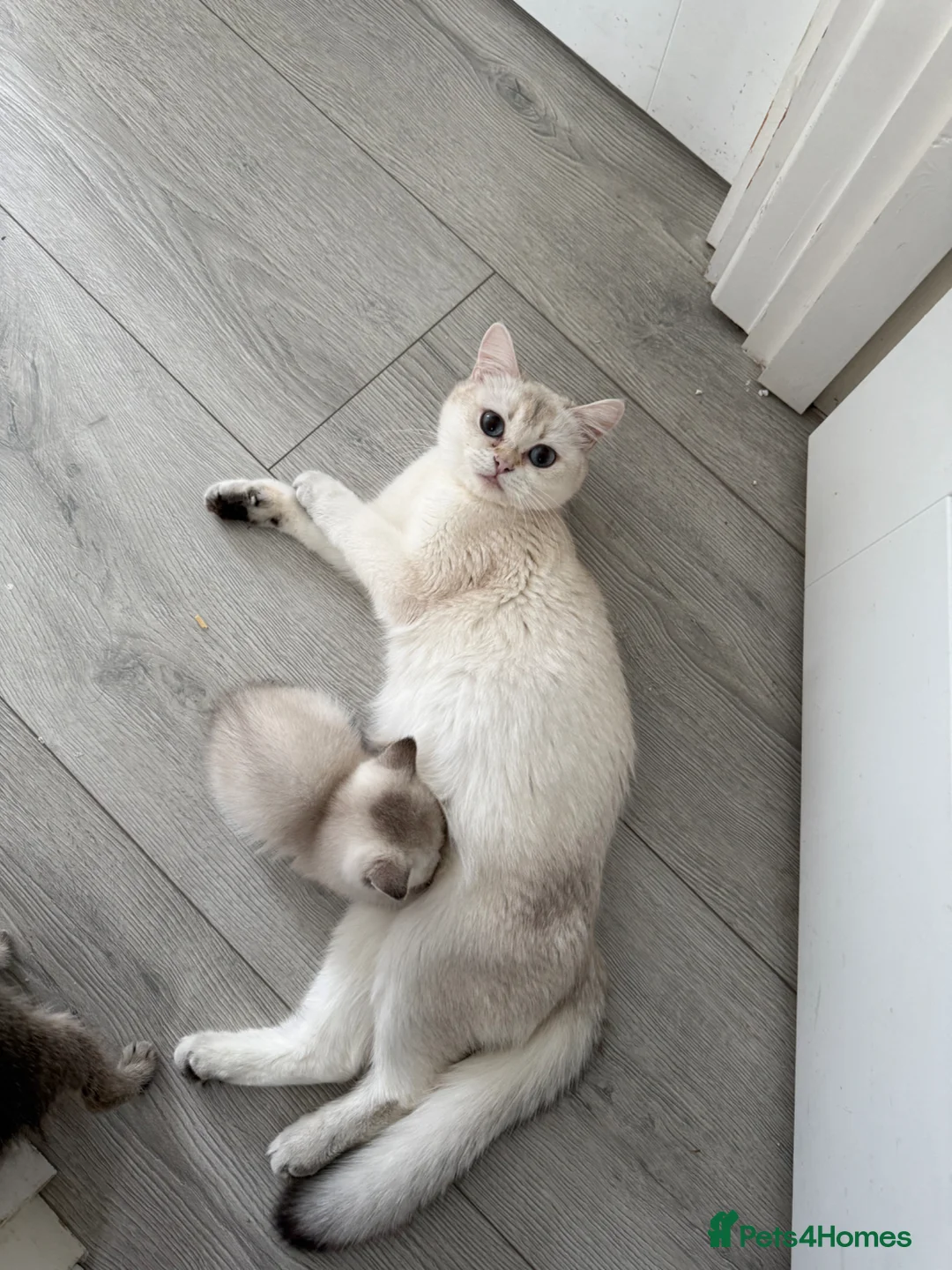 British Shorthair cats for sale: British short hair kittens  in Wembley - Advert 1