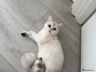 British Shorthair cats British short hair kittens - Advert 1