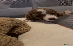 Cockapoo dogs for sale: Gorgeous f2 cockapoo pups  - Image 26