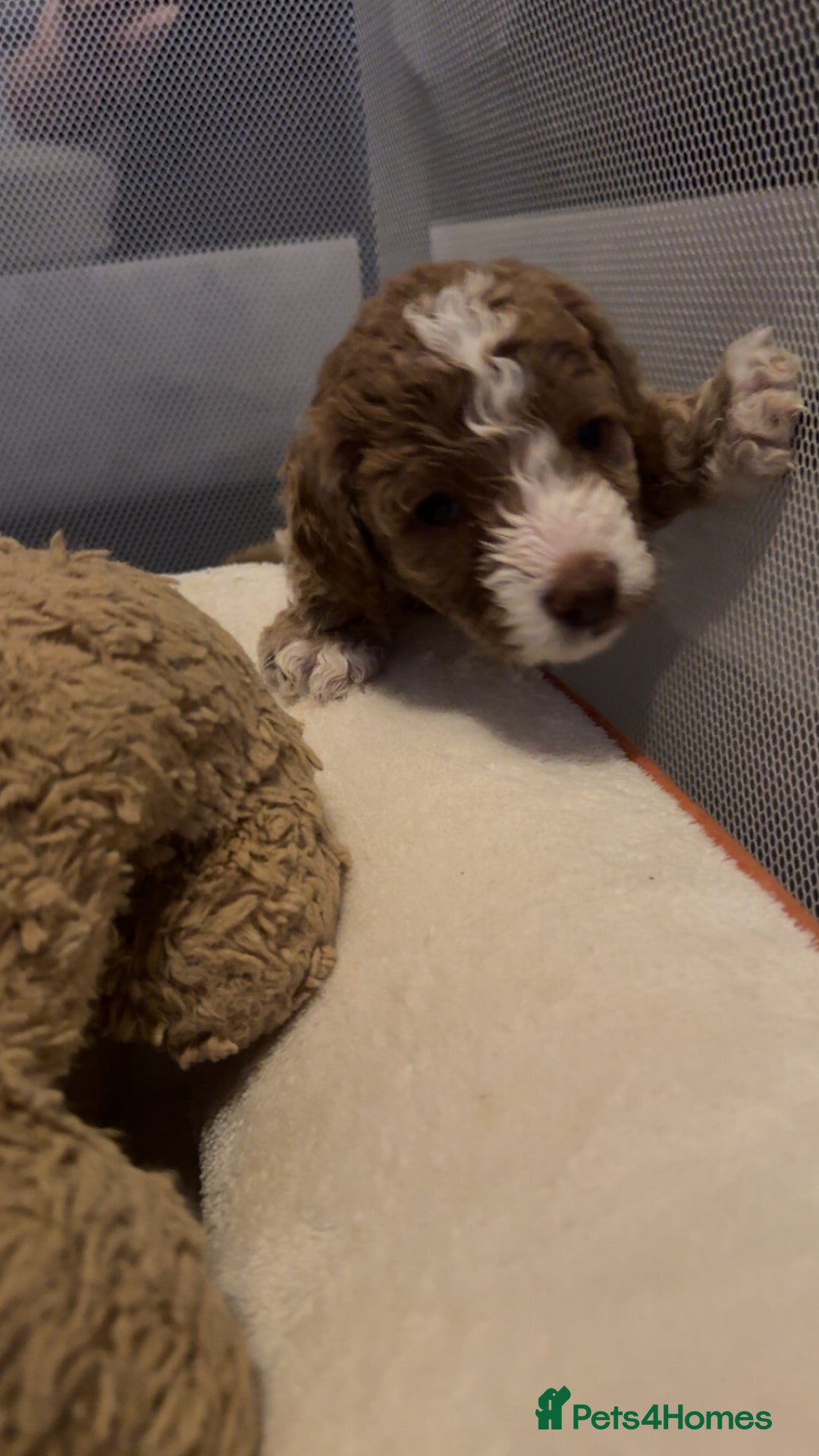 Cockapoo dogs for sale: Gorgeous f2 cockapoo pups  - Image 26